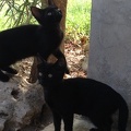 Blackkittens